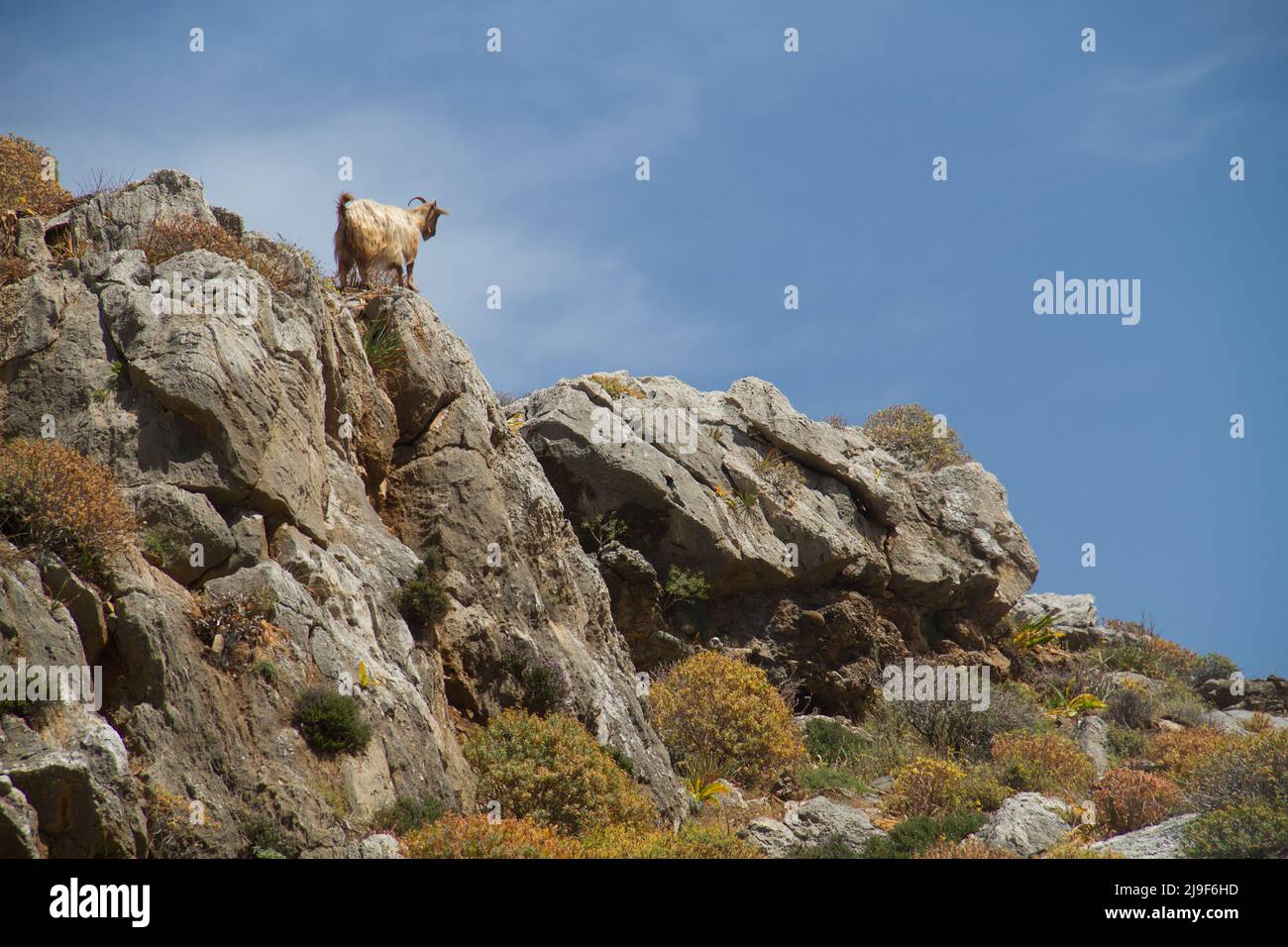 Graue haarige Ziege, die unter blauem Himmel auf Felsen klettert Stockfoto
