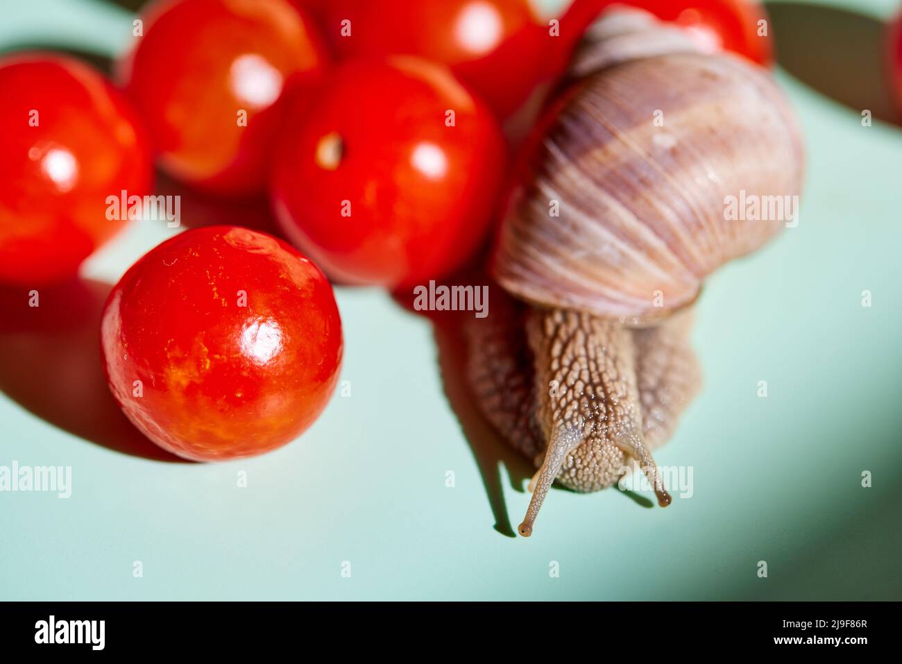 Helix pomatia (römische Schnecke oder Burgunder Schnecke) mit Tomaten Stockfoto