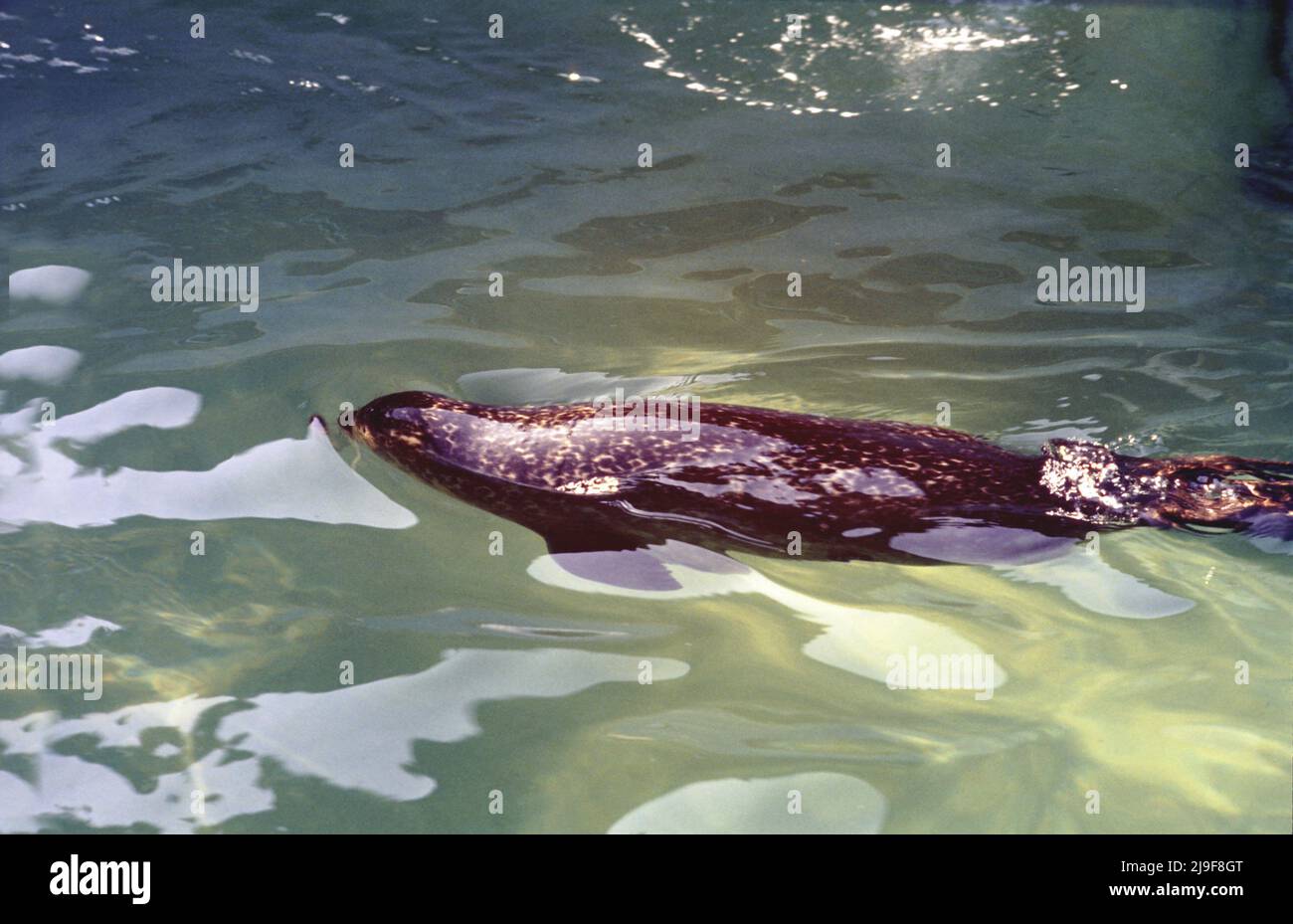 Harbour Seal, Phoca vitulina die Robben haben kurze hundeartige Schnauzen. Seal's Fell variiert in zwei Grundmustern. Kann North Atlantic North Pacific gefunden werden Stockfoto