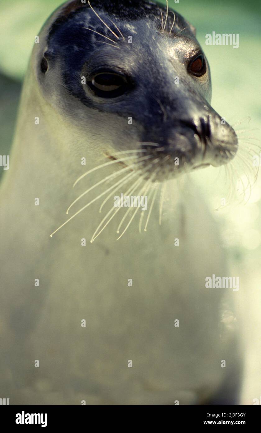 Harbour Seal, Phoca vitulina die Robben haben kurze hundeartige Schnauzen. Seal's Fell variiert in zwei Grundmustern. Kann North Atlantic North Pacific gefunden werden Stockfoto