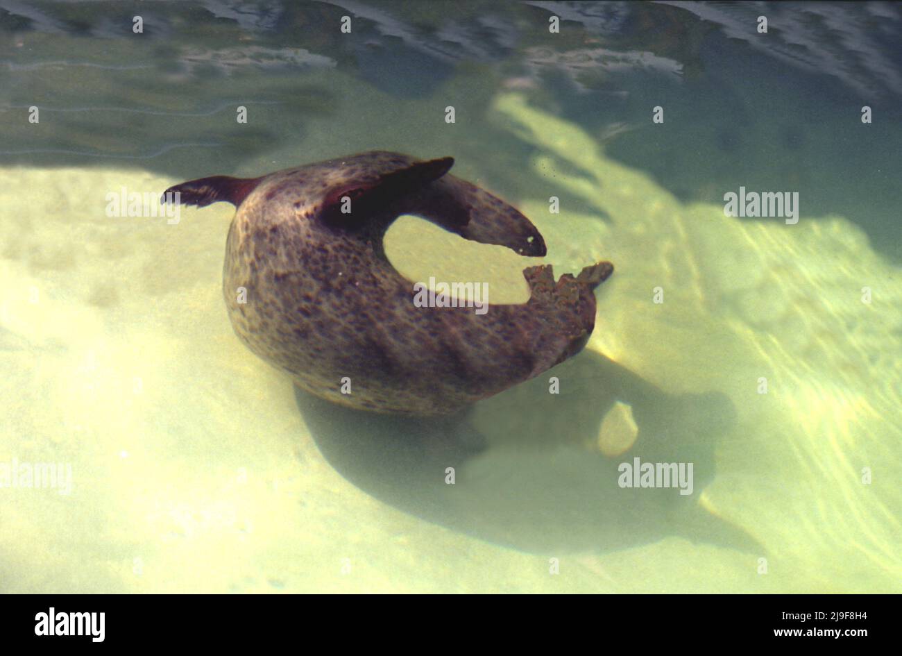 Harbour Seal, Phoca vitulina die Robben haben kurze hundeartige Schnauzen. Seal's Fell variiert in zwei Grundmustern. Nordatlantik, Nordpazifik. Stockfoto