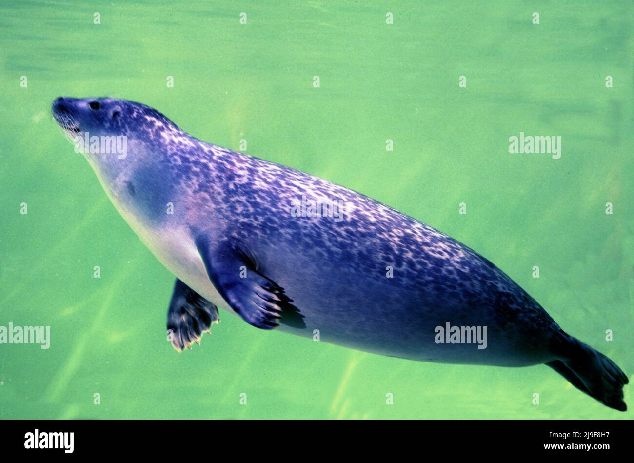 Harbour Seal, Phoca vitulina, Robben haben kurze hundeartige Schnauzen, Seals Fell variiert in zwei grundlegenden Mustern. Kann North Atlantic North Pacific gefunden werden Stockfoto