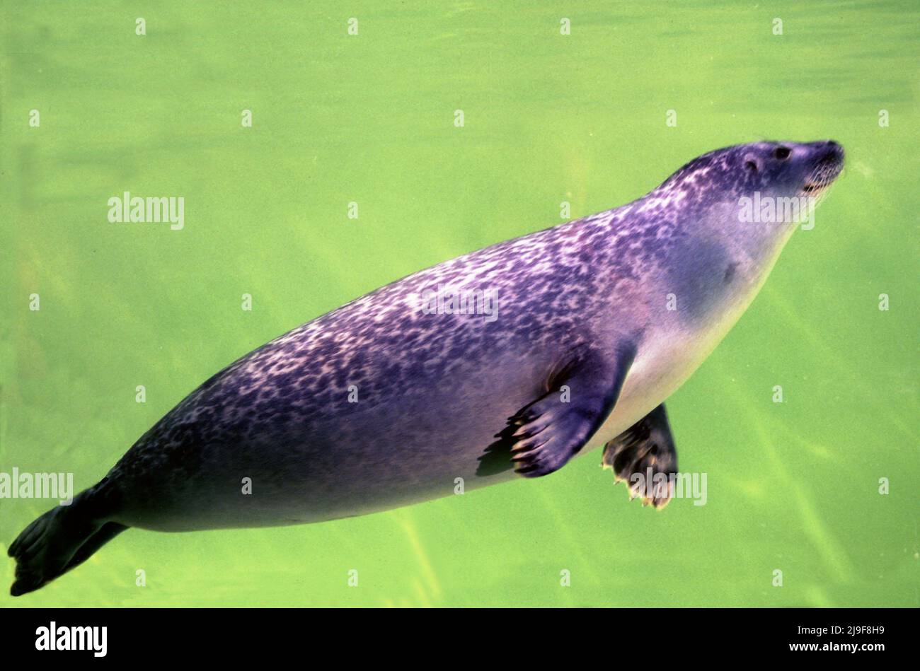 Harbour Seal, Phoca vitulina Seals haben kurze hundeartige Schnauzen. Robbenpelz variiert in zwei grundlegenden Mustern, kann Nordatlantik und Nordpazifik gefunden werden. Stockfoto