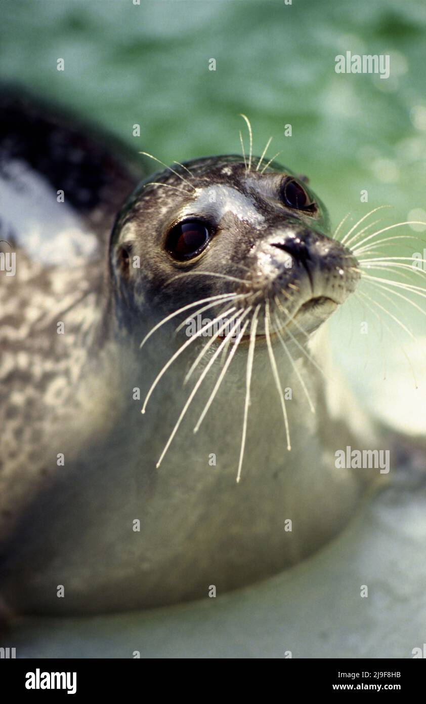 Harbour Seal, Phoca vitulina, Robben haben kurze hundeähnliche Schnauzen, Seals Fell variiert in zwei grundlegenden Mustern, kann im Nordatlantik-Nordpazifik gefunden werden Stockfoto