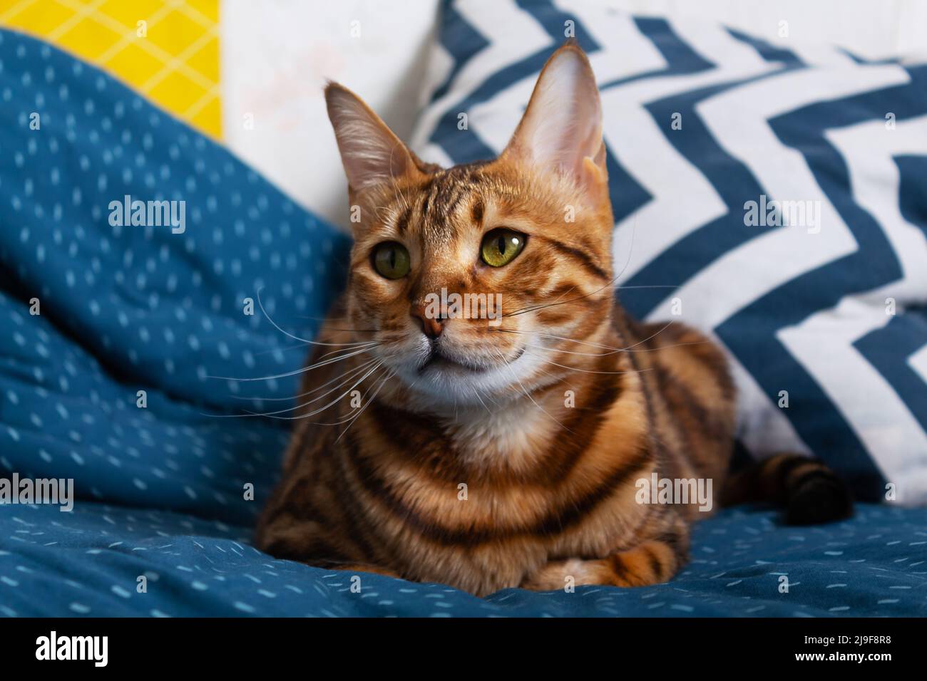 Bengalkatze liegt auf dem Bett. Nahaufnahme. Stockfoto