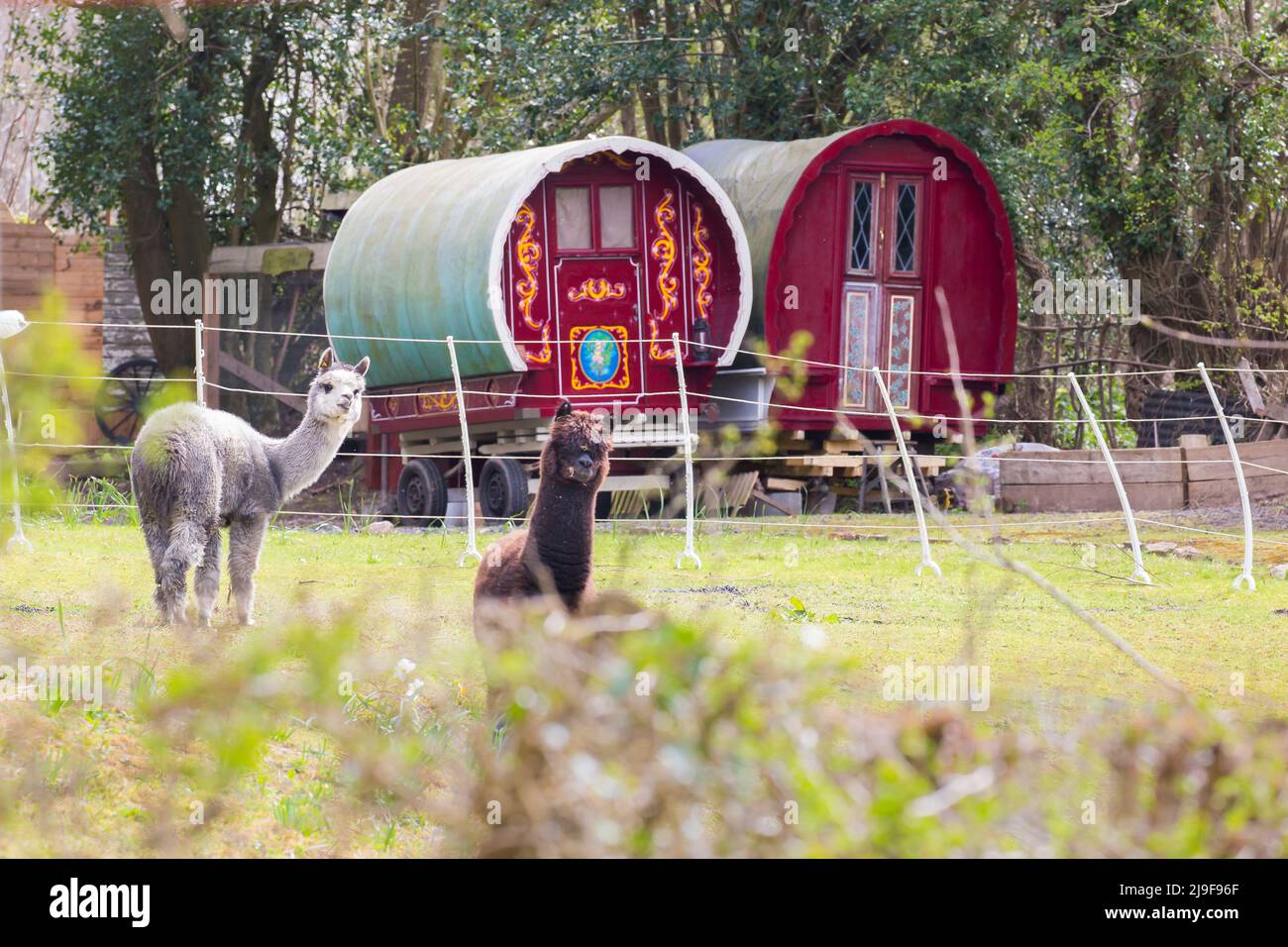 Alpakas in Großbritannien halten. Stockfoto
