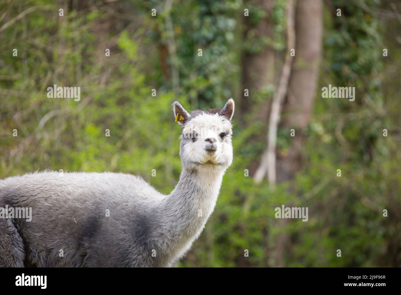 Alpaca isoliert im Freien in Großbritannien. Alpakas in Großbritannien halten. Stockfoto