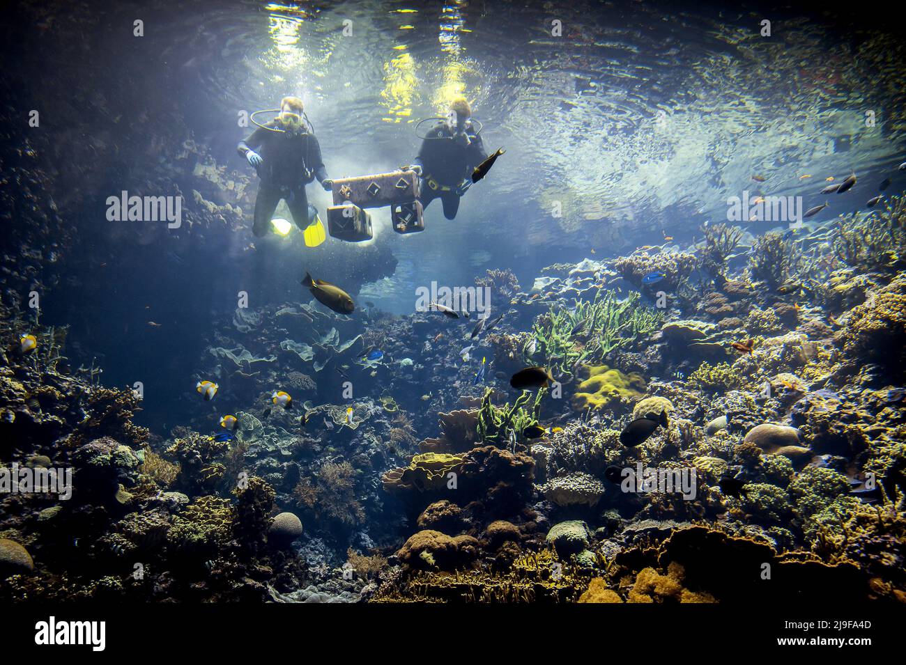 2022-05-23 11:07:45 ARNHEM - Taucher bestätigen ein Stück biologisch abbaubares Material mit mehreren Korallenkolonien im tropischen Korallenriff von BurgersÕ Ocean. Das Delfter Start-up Reefy hat eine Methode entdeckt, um sterbende Korallenriffe in freier Wildbahn aus biologisch abbaubarem Material wiederherzustellen. KOEN VAN WEEL niederlande Out - belgien Out Stockfoto