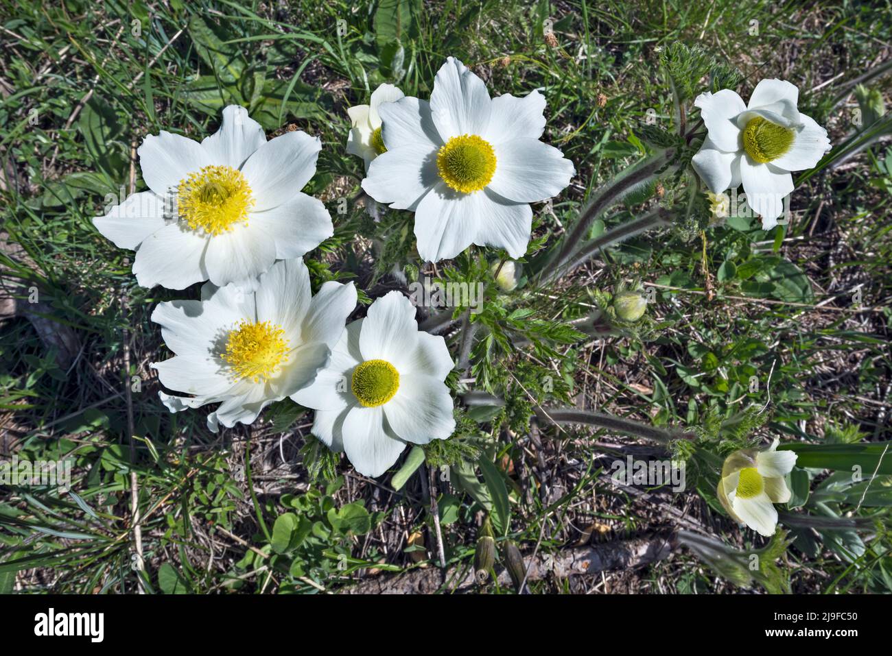 Pulsatilla alpina, Alpenanemone Stockfoto