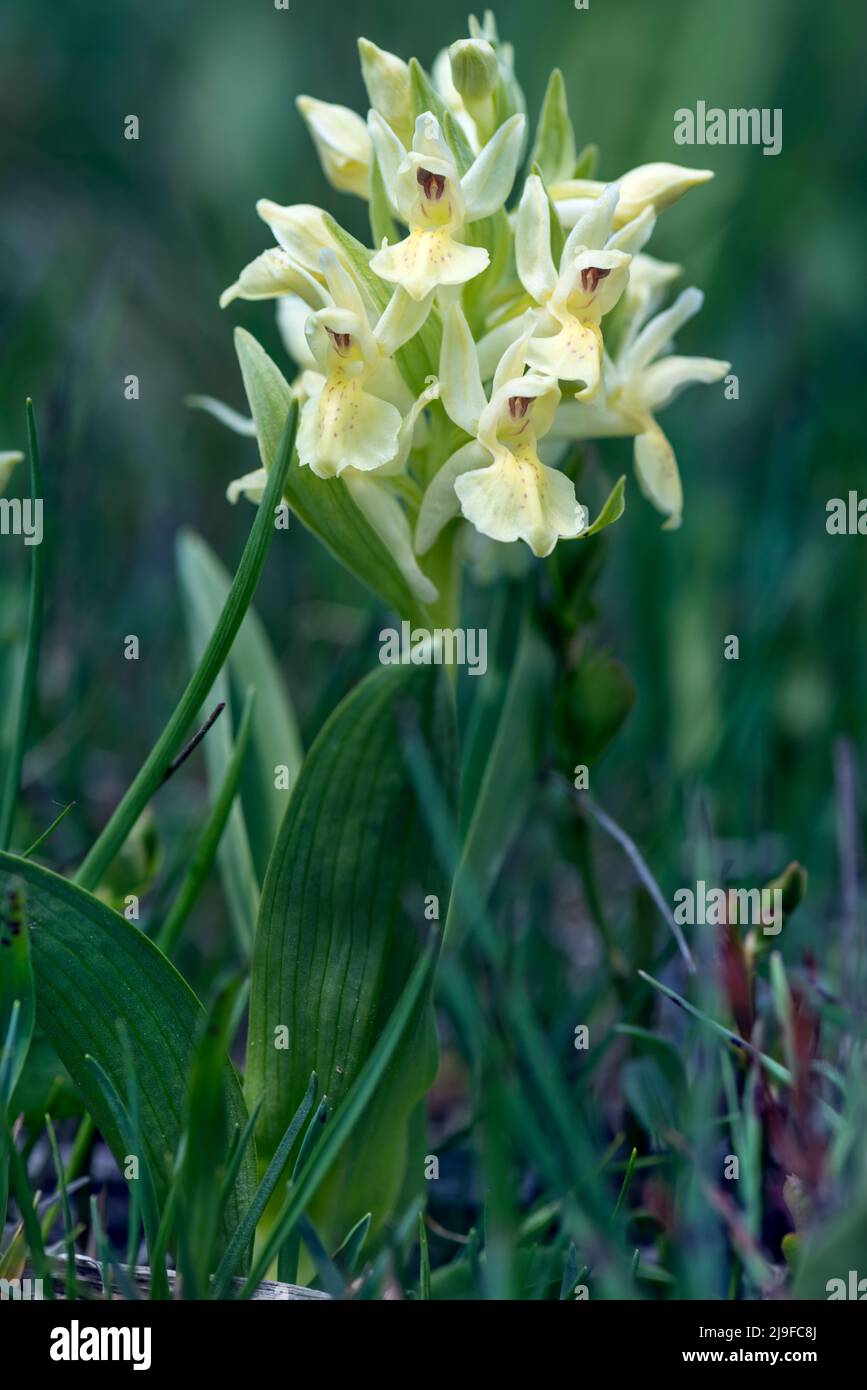 Dactylorhiza sambucina, älterblühende Orchidee Stockfoto