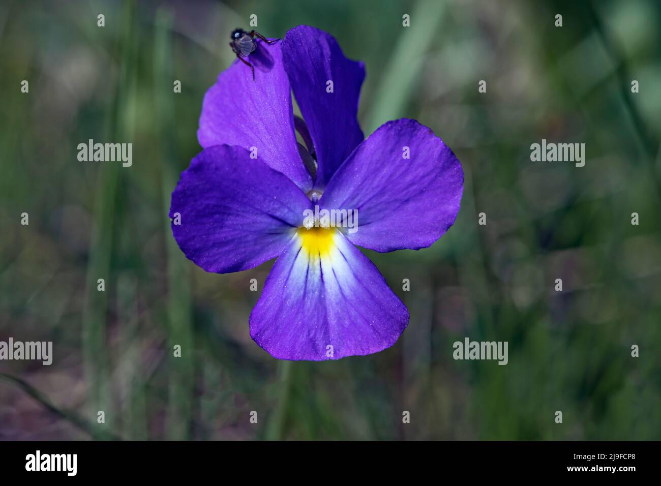 Viola calcarata, langstachelige Stiefmütterchen Stockfoto