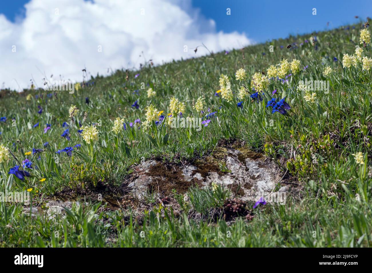 Dactylorhiza sambucina, älterblühende Orchidee. Gentiana kochiana, Kochs Enzian Stockfoto