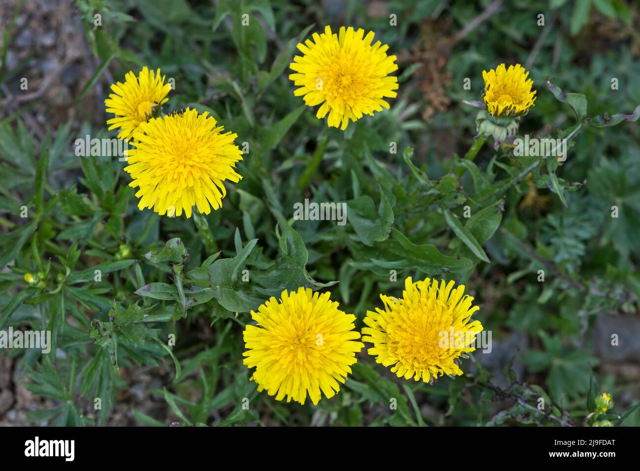 Taraxacum Officinale, Löwenzahn Stockfoto