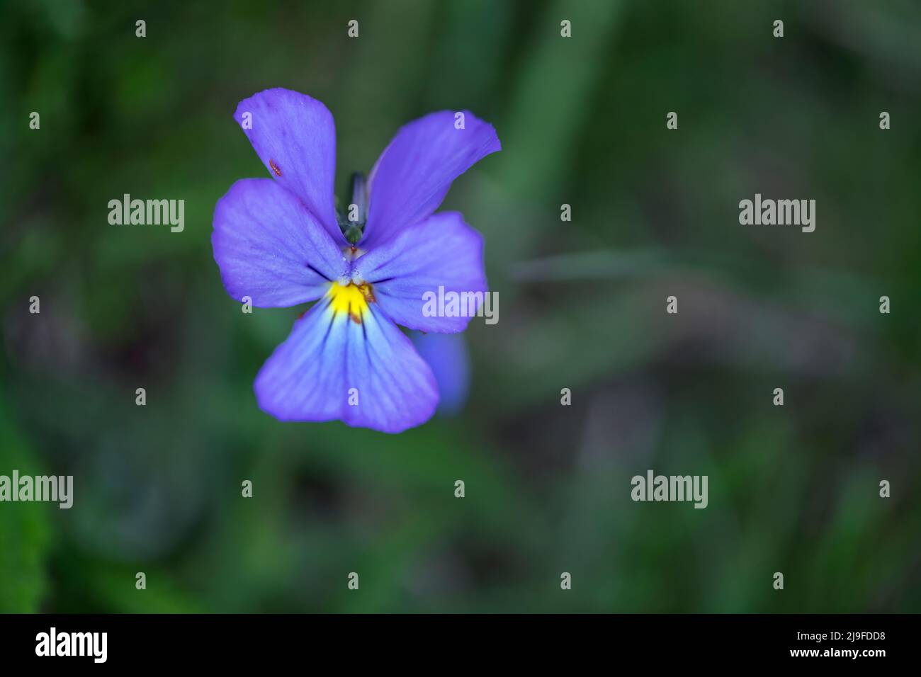 Viola lutea, Bergpanse Stockfoto