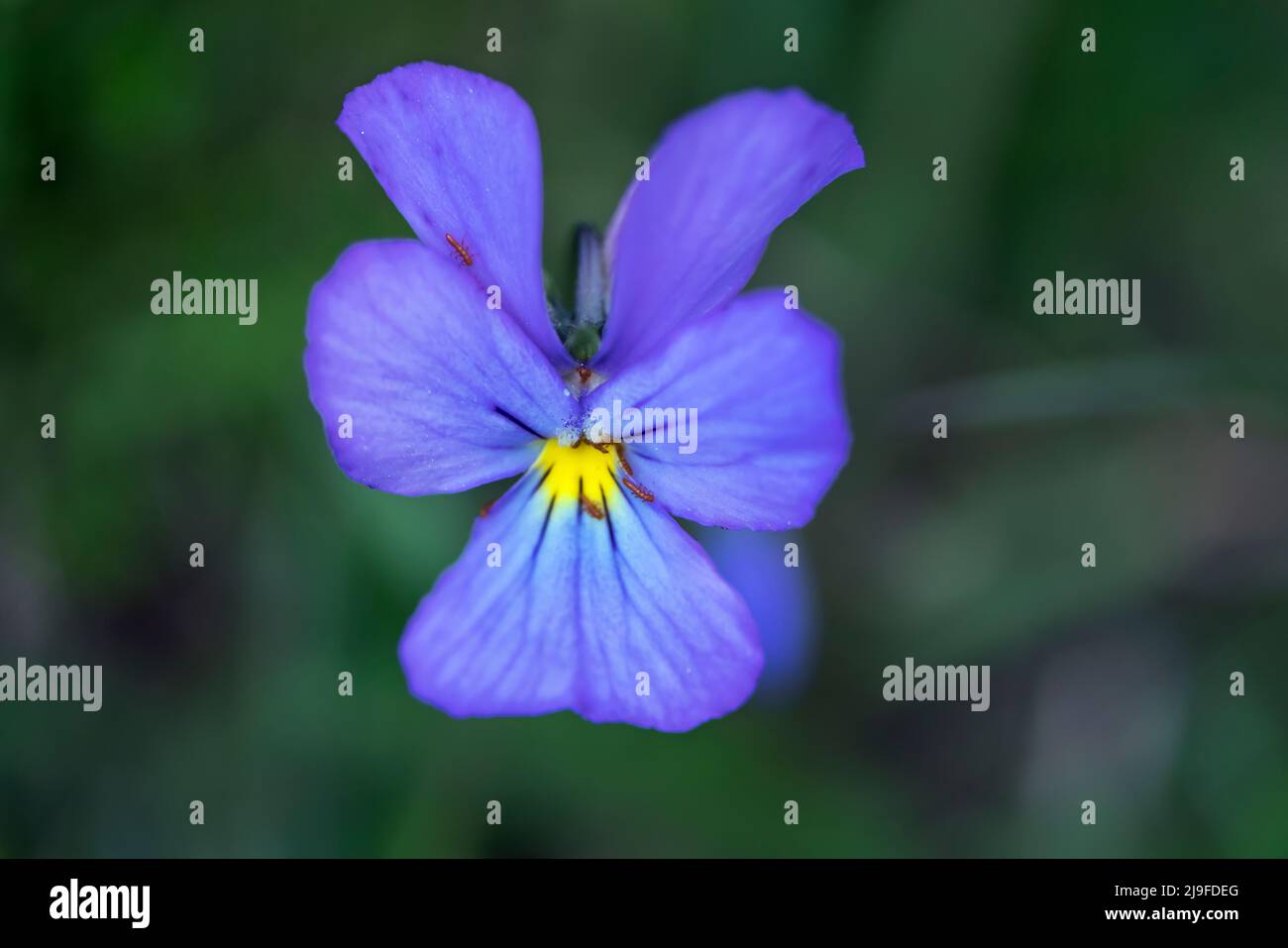 Viola lutea, Bergpanse Stockfoto