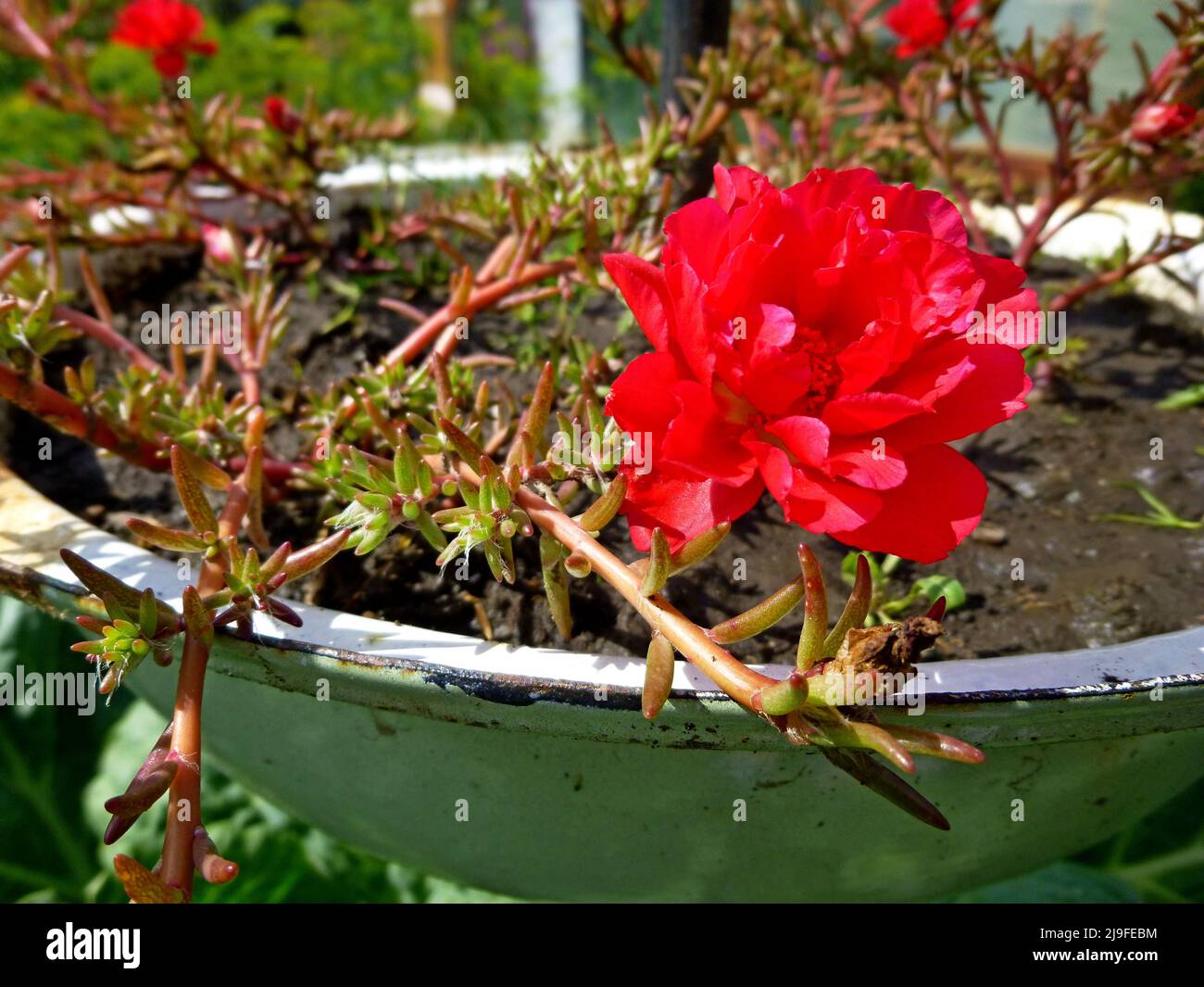 An einem sonnigen Sommertag blühen purslane, rot-weiße Blüten im Garten. Portulaca oleracea, gewöhnliches Purslane, kleines Schwalbenkraut, Pursley Stockfoto