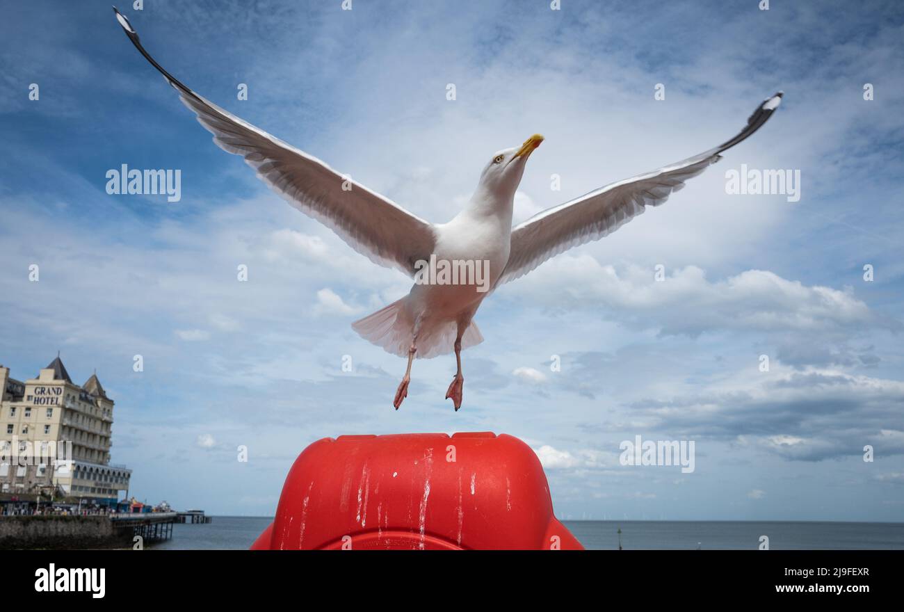 Heringmöwe mit gelbem Schnabel und geflochtetem Fuß, der von einer roten Rettungsstation abfliegt. Stockfoto