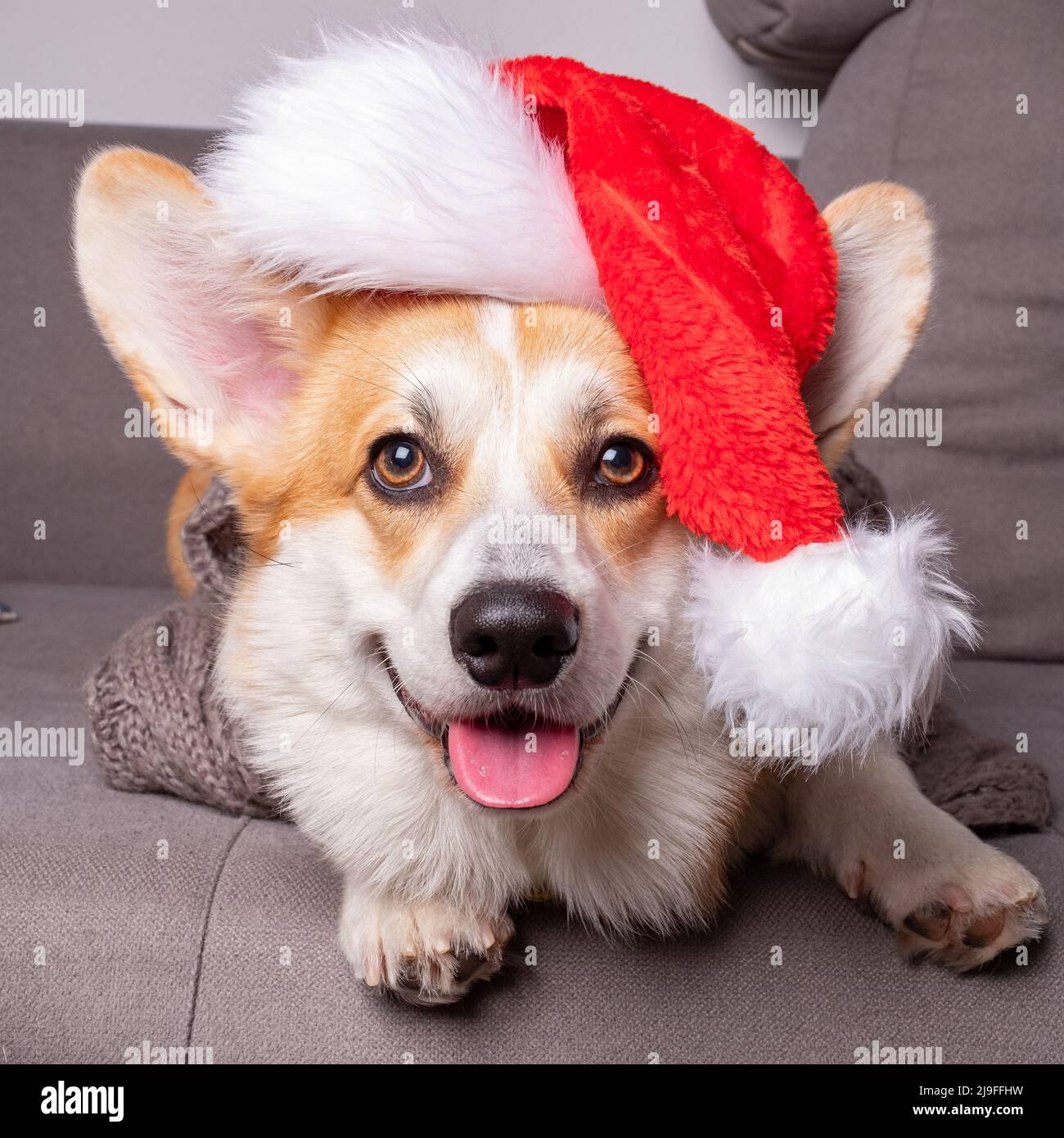 corgi Hund mit Weihnachtsmütze Stockfoto