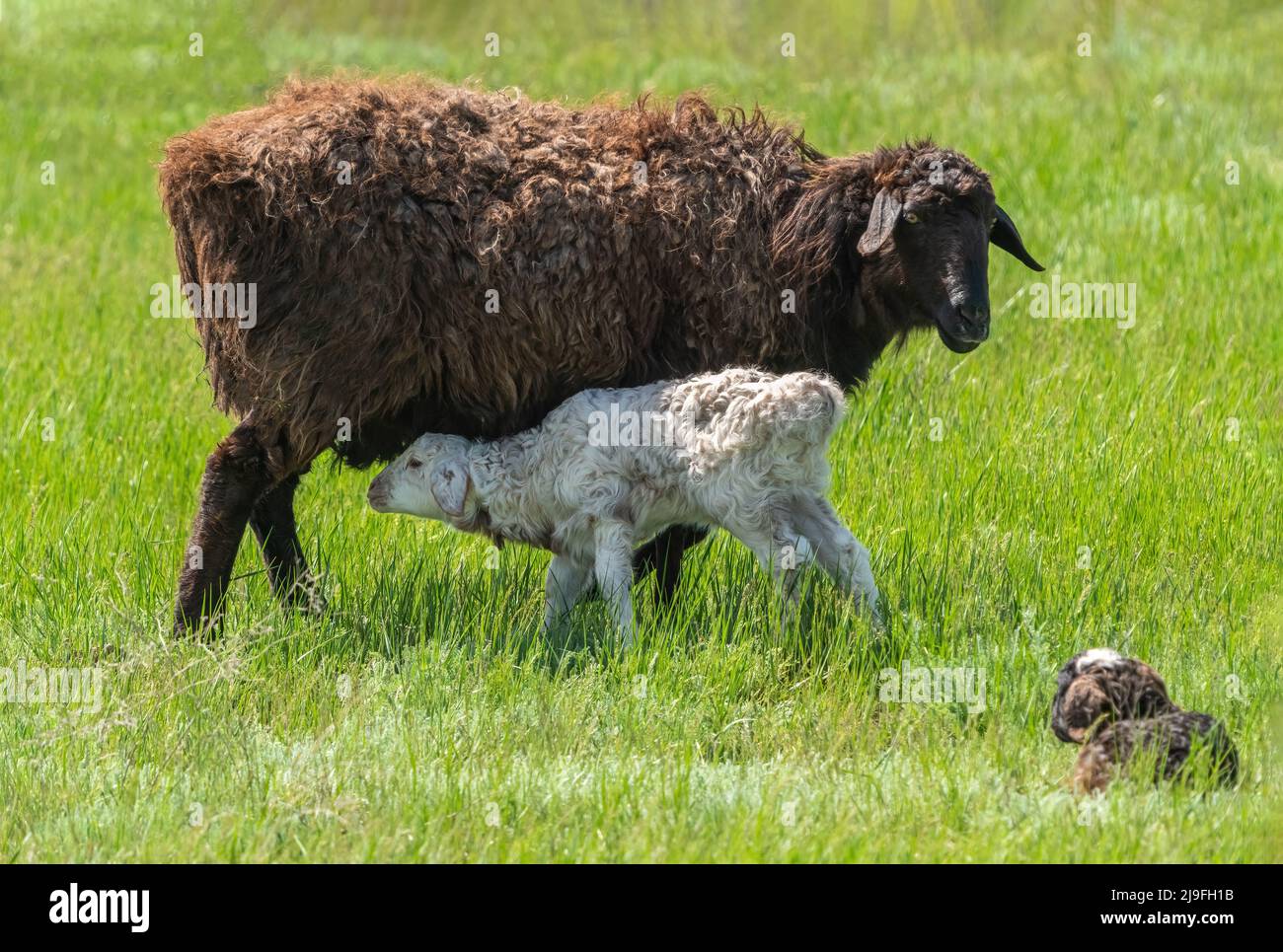 Ein braunes Schaf mit einem kleinen weißen Lamm auf einer Wiese inmitten saftigen Grases Stockfoto