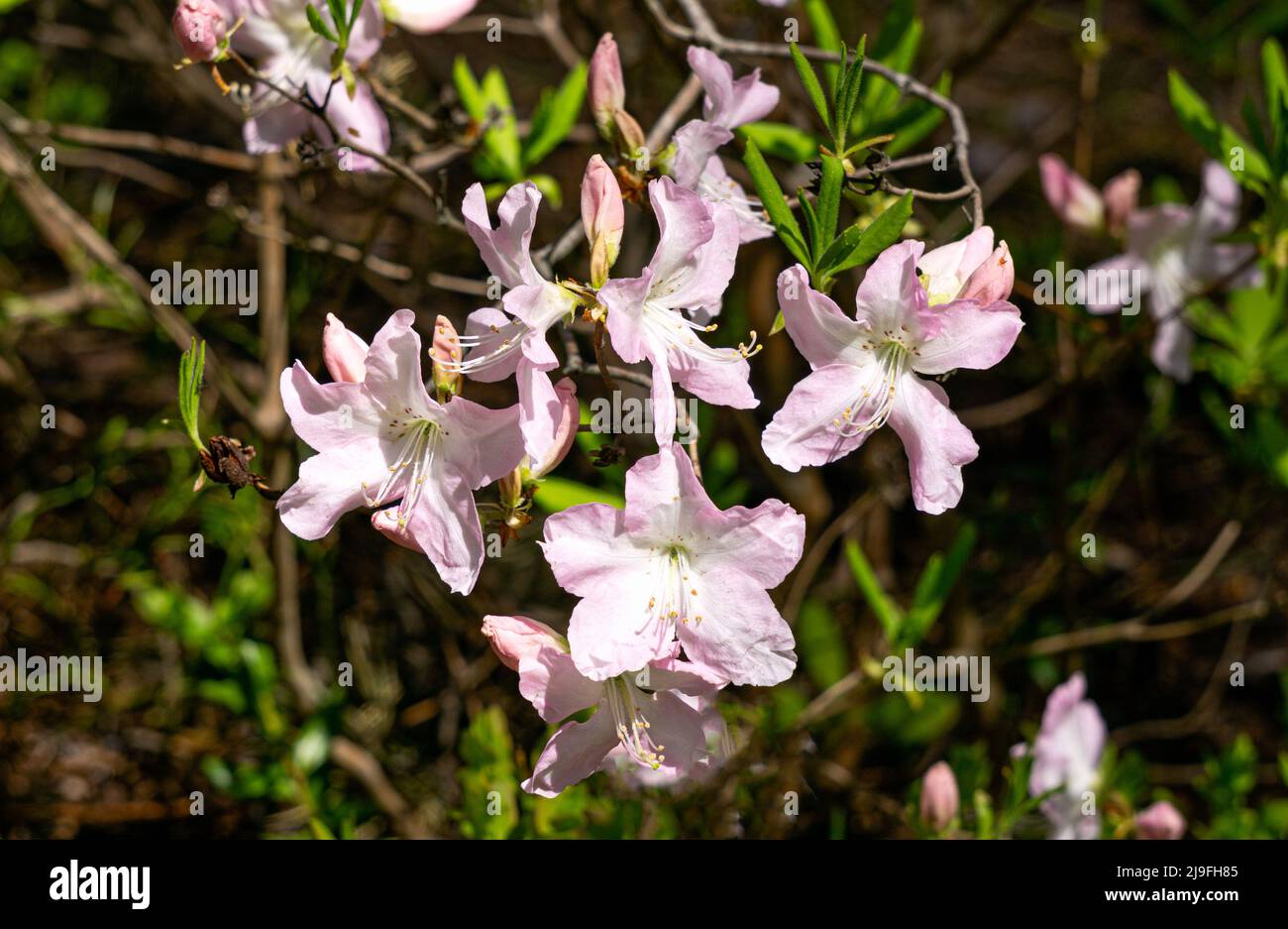 Blühende Sträucher mit hellrosa zarten Blüten im Frühlingsgarten aus nächster Nähe. Stockfoto