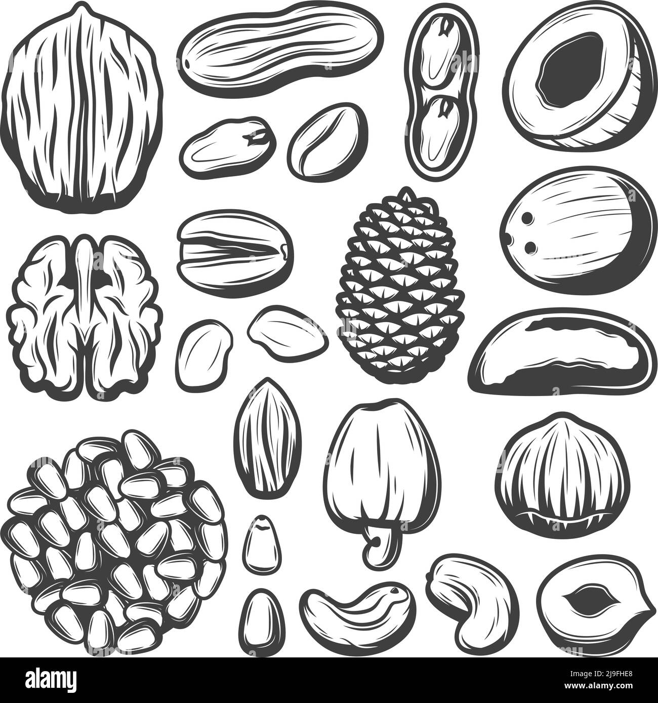 Vintage Bio-Nüsse Kollektion mit Kokosnuss Pistazien Cashew Pekannandel Erdnuss Walnuss Macadamia brasilien Pinienkerne isoliert Vektor Illustration Stock Vektor