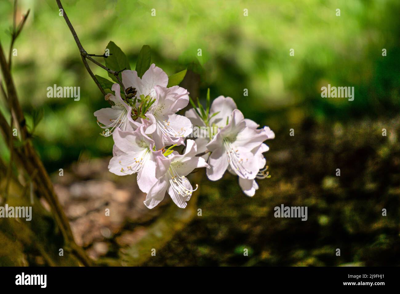 Blühende Sträucher mit hellrosa zarten Blüten im Frühlingsgarten aus nächster Nähe. Stockfoto