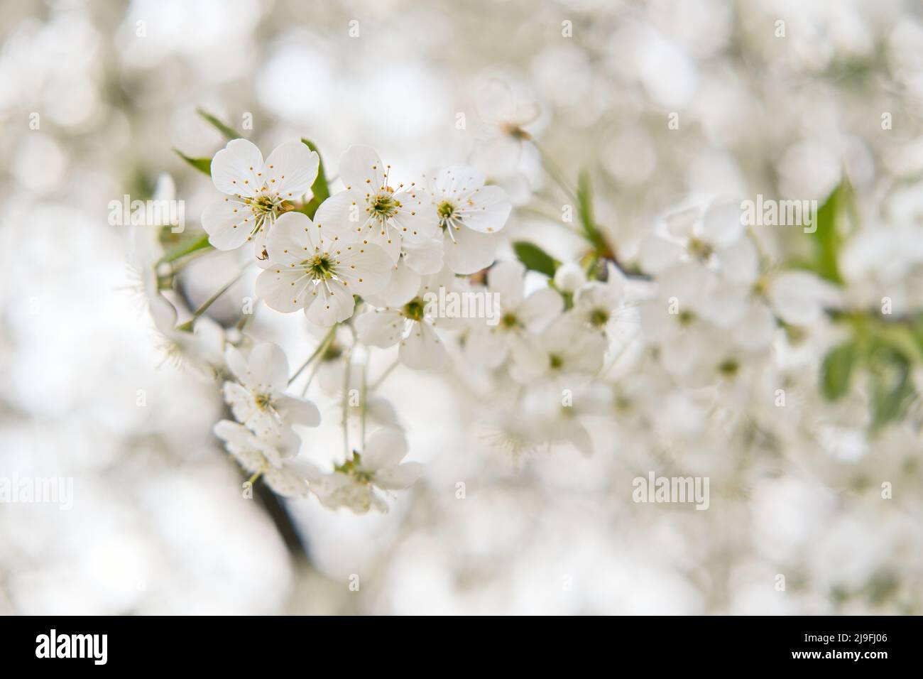 Zweig von Kirschbaum mit blühenden weißen Blüten. Abstrakter Frühling mit saisonalem Naturhintergrund. Stockfoto