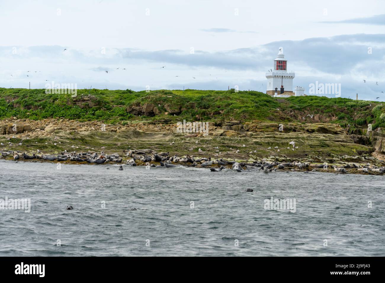 Viele Graurobben (Halichoerus grypus) werden auf Coquet Island, Northumberland, Großbritannien, transportiert. Das ist ein Naturschutzgebiet. Stockfoto