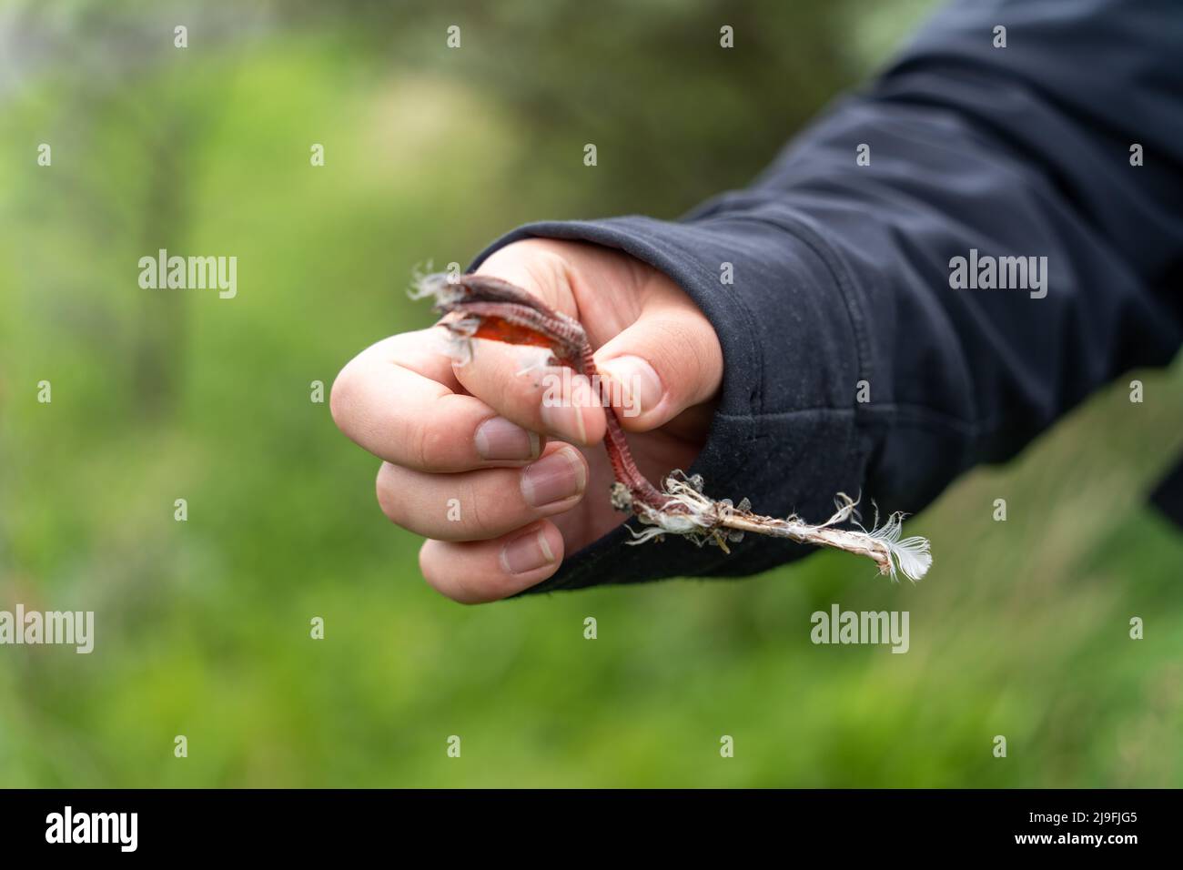 Ein junger Naturforscher hält die Beinreste eines Vogels, der im Hauxley Nature Reserve, Northumberland, Großbritannien, datiert wurde. Stockfoto