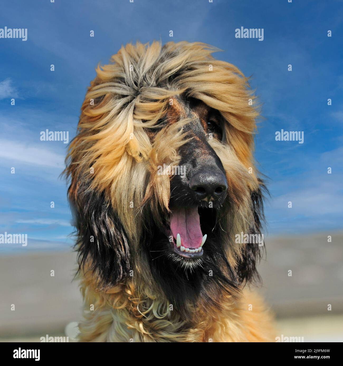 Afghanischer Windhund Stockfoto