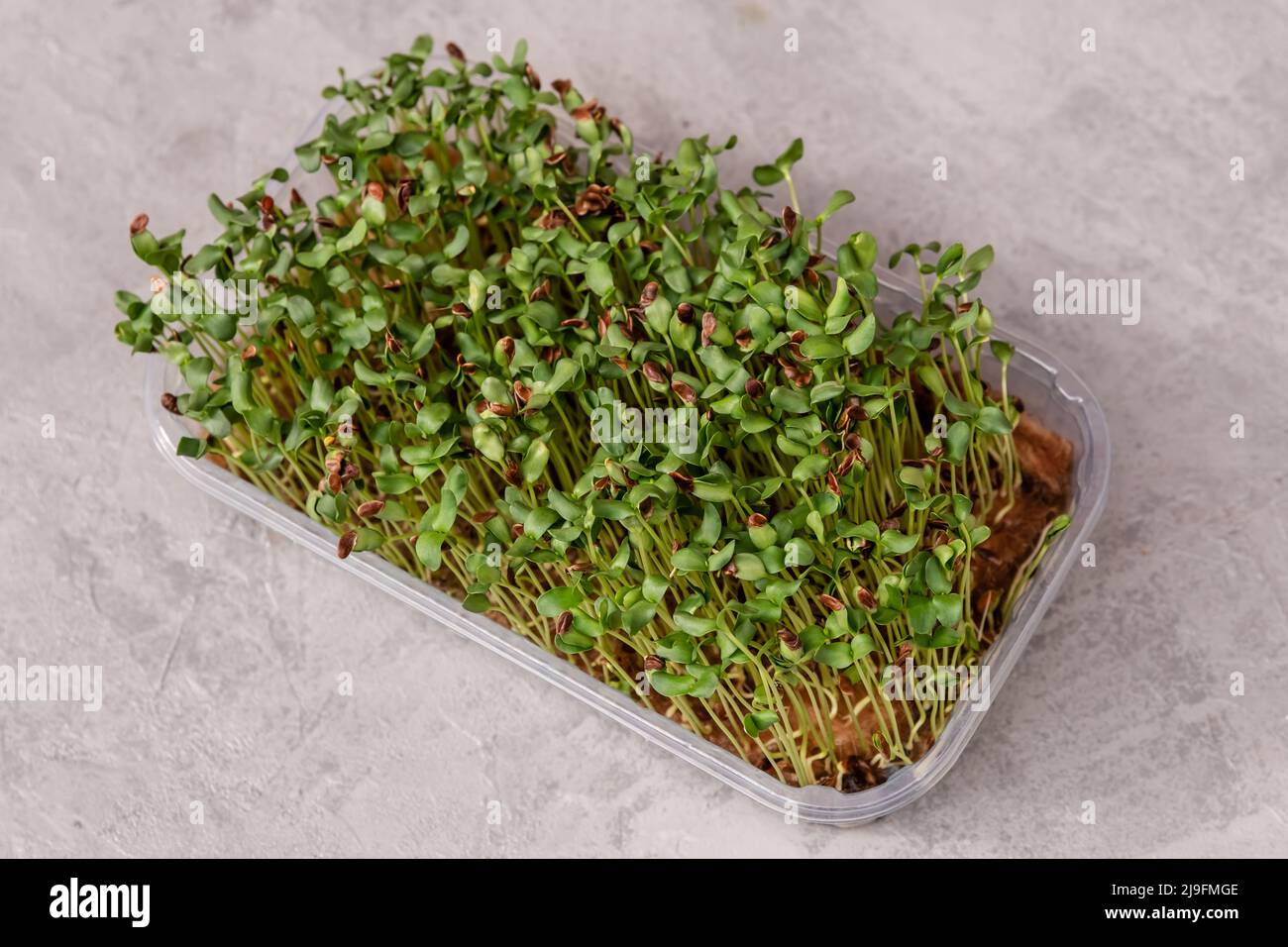 Blatt und Triebe einer grünen Pflanze. Flachssprossen. Rohe Sprossen mikrogrün Stockfoto