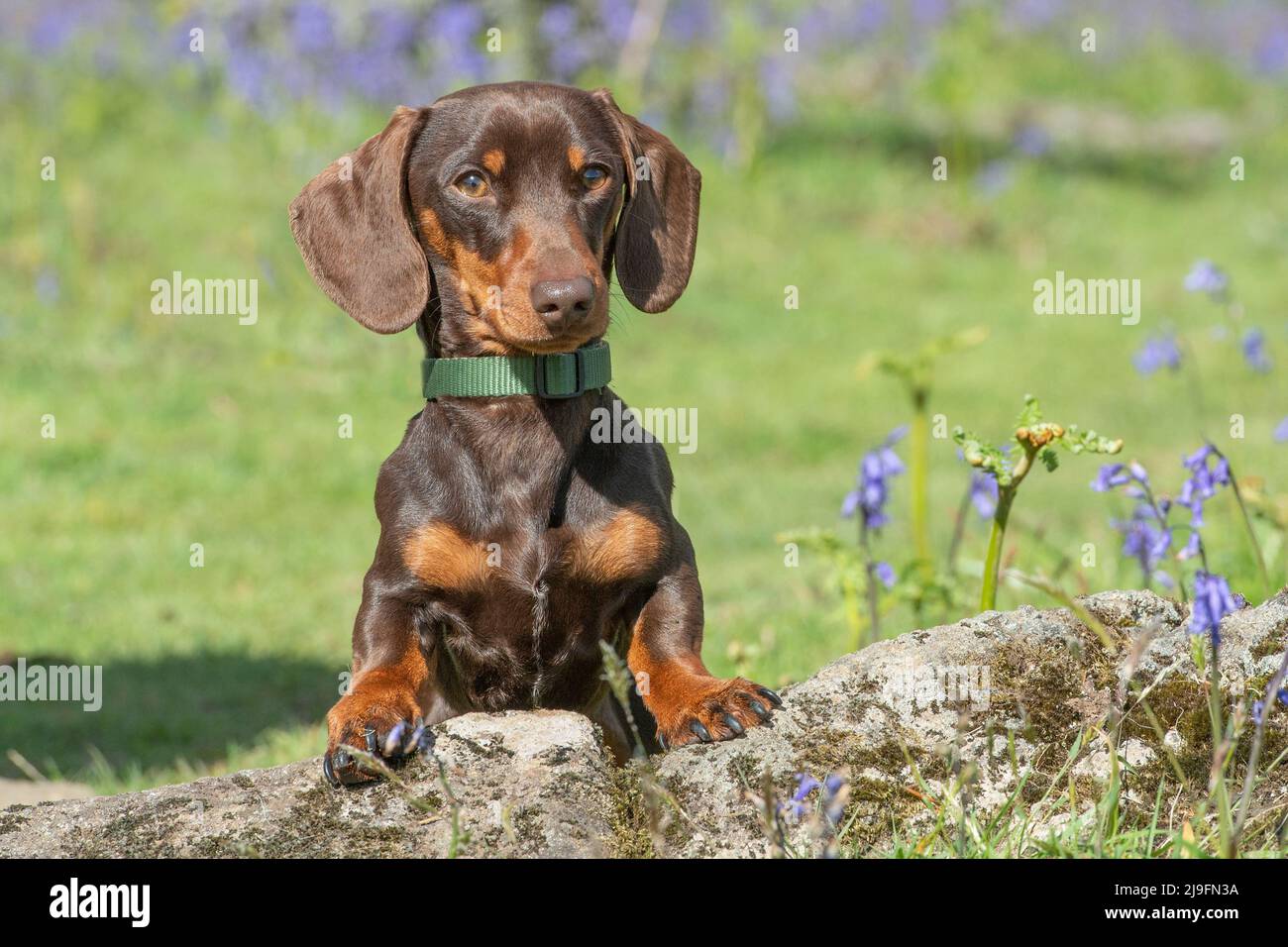 Miniatur-glatter Dachshund-Hund Stockfoto