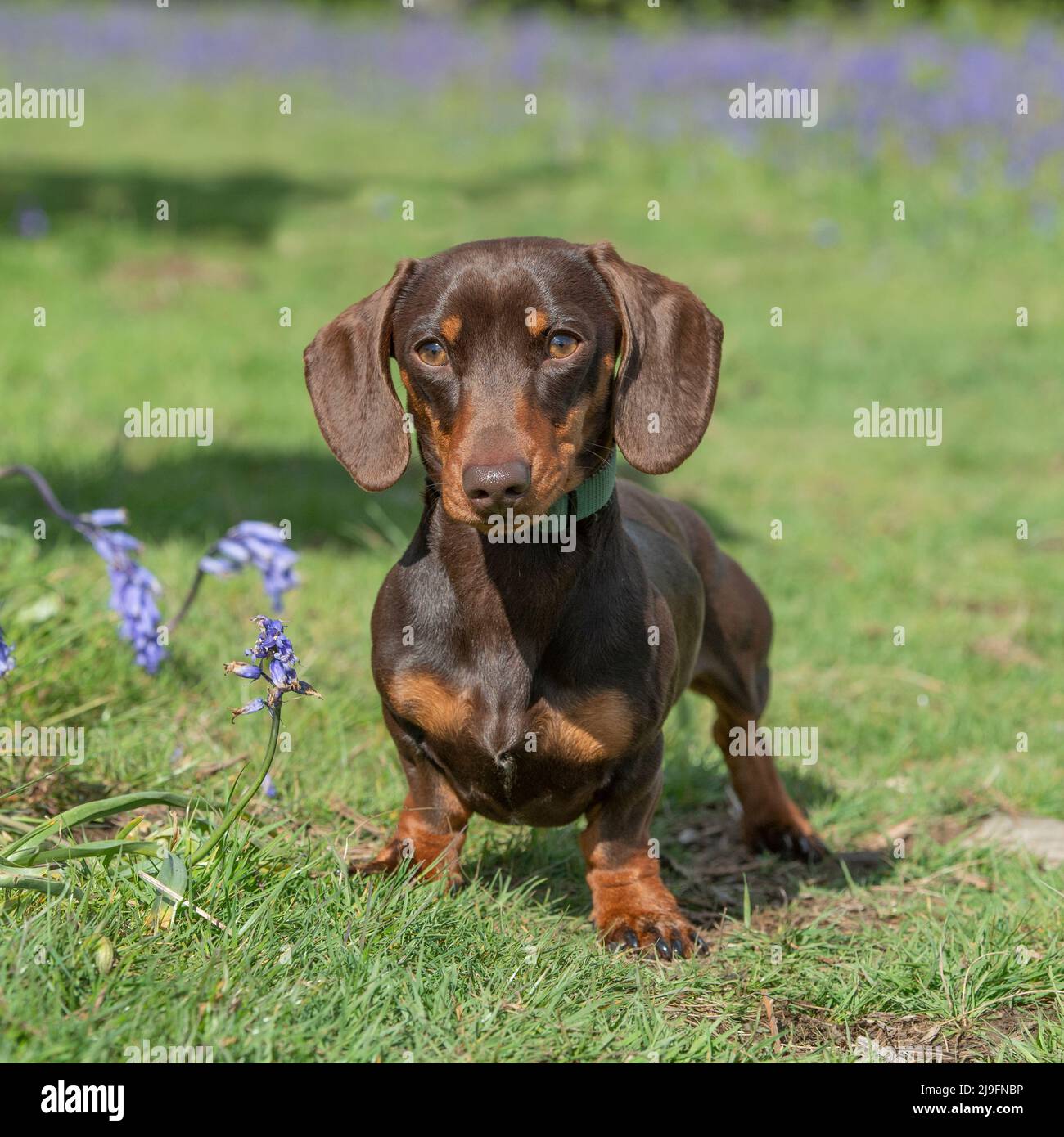 Miniatur-glatter Dachshund-Hund Stockfoto