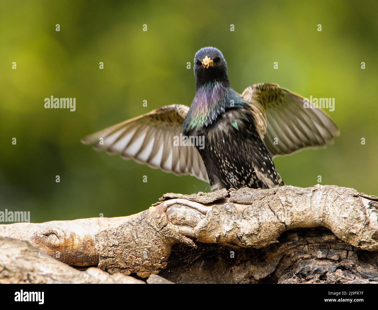 Starling, Sturnus vulgaris, fliegen über einen britischen Garten, Sommer 2022 Stockfoto