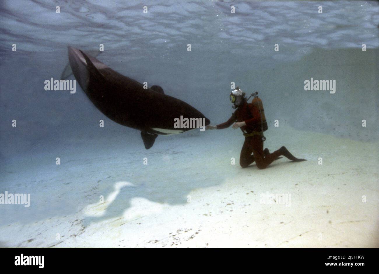 Killerwal und Taucher, Orcinus Orca ist ein Zahnwal aus der Familie der Delfine, Er ist an seinem schwarz-weißen Muster erkennbar Stockfoto