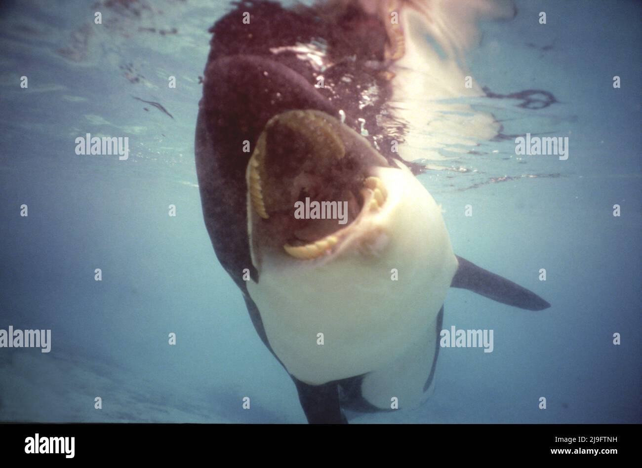 Der Killerwal, Orcinus Orca, ist ein 48-Zahn-Wal, weit geöffnet, von der Delfinfamilie, dem größten Mitglied, mit einem schwarz-weißen Muster. Stockfoto