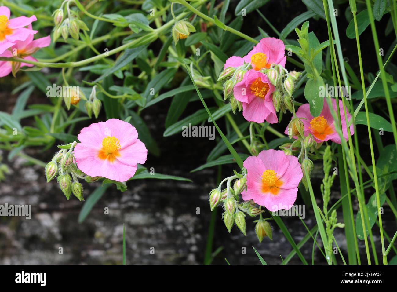 Nahaufnahme mehrerer rosa helianthemum-Blüten in einem Blumenbeet Stockfoto