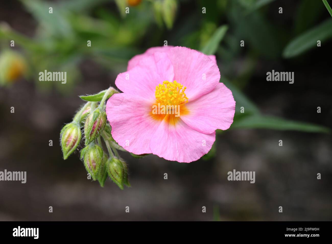 Nahaufnahme einer hübschen rosa helianthemum-Blume und ihrer haarigen Knospen vor einem dunklen, unscharfen Hintergrund, Kopierraum Stockfoto