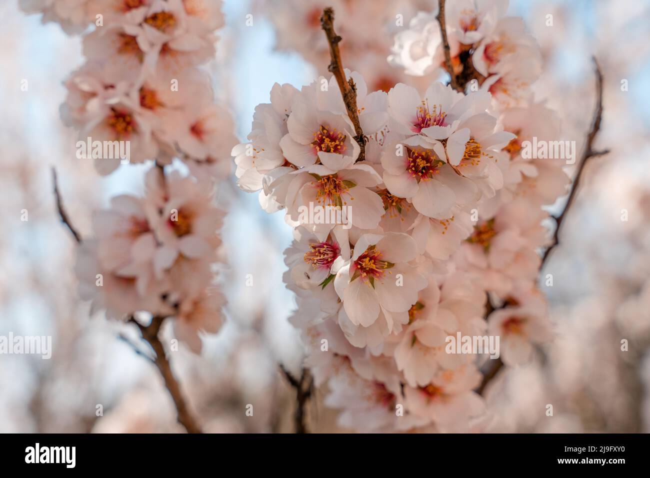 Blumen des Mandelbaums an sonnigen Tagen. Schöne Naturszene mit blühendem Baum. Frühlingsblumen. Wunderschönes Orchard. Frühling Stockfoto