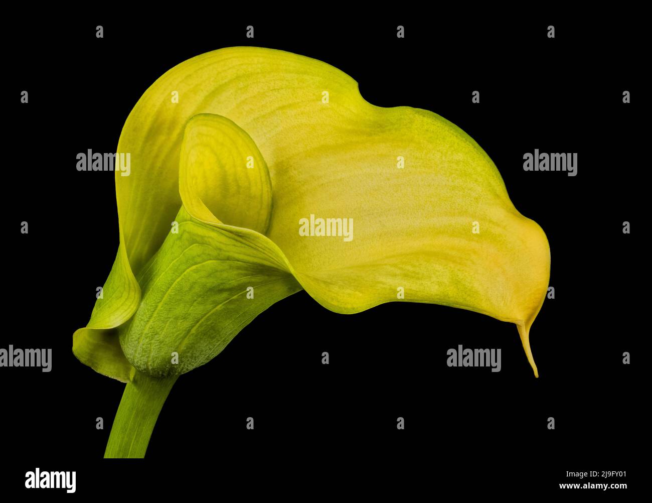 Atemberaubend schöne gelbe Calla Lily Blume, fotografiert vor einem schlichten schwarzen Hintergrund Stockfoto