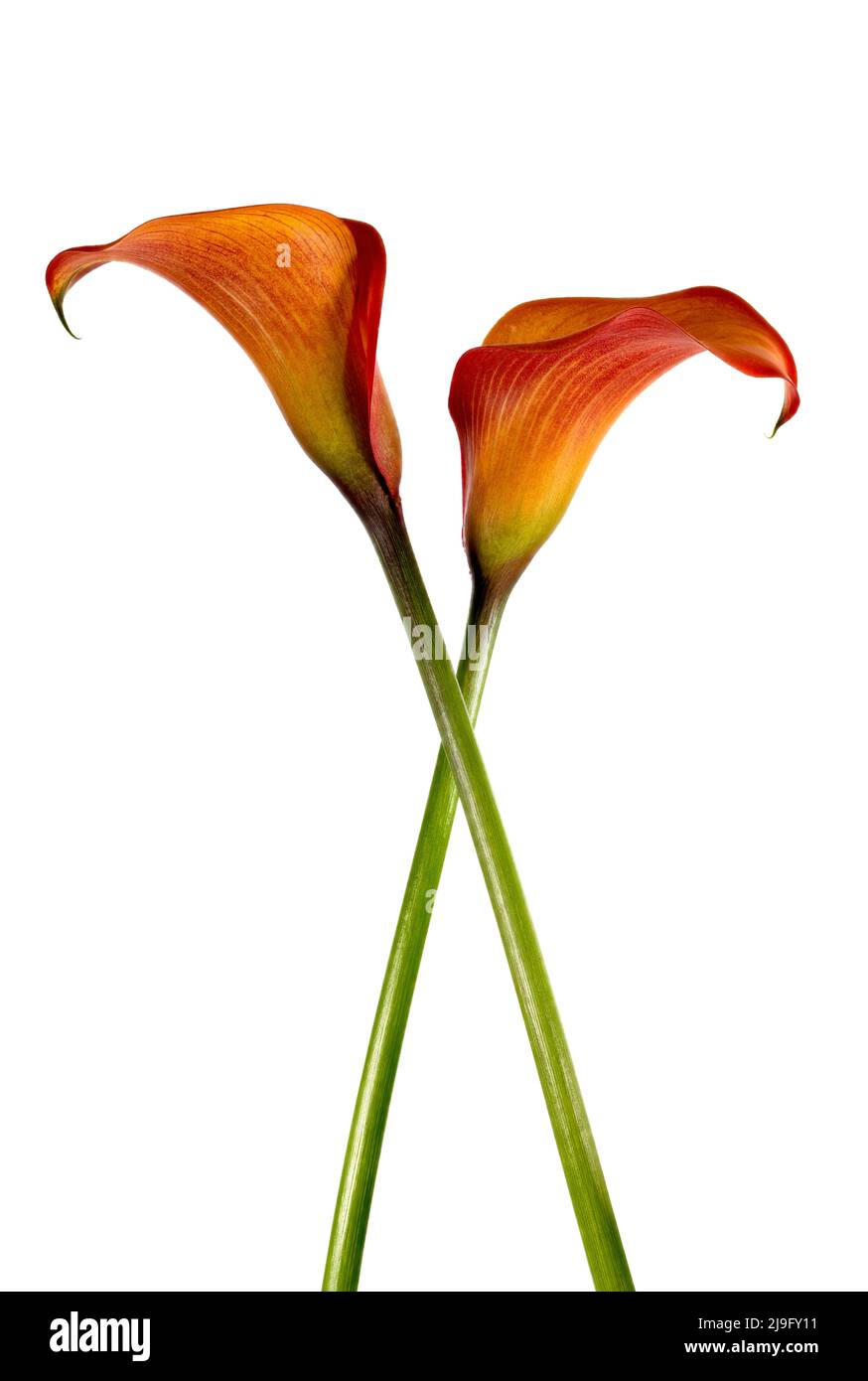 Wunderschöne leuchtend orange Calla Lily Blumen vor einem schlichten schwarzen Hintergrund fotografiert. Stockfoto
