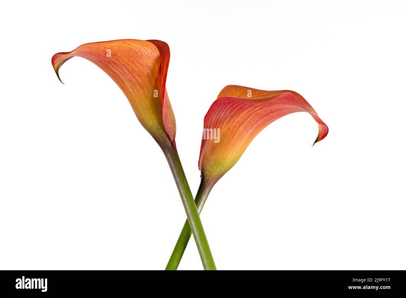 Wunderschöne leuchtend orange Calla Lily Blumen vor einem schlichten schwarzen Hintergrund fotografiert. Stockfoto