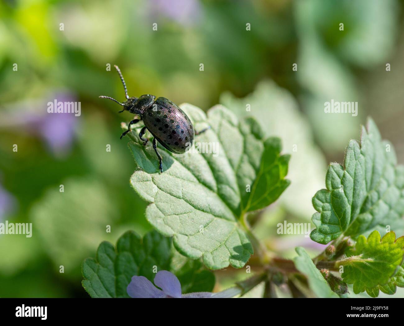 Der Blattkäfer (Chrysolina exanthematica) sitzt an einem sonnigen Tag auf einem Blatt. Stockfoto