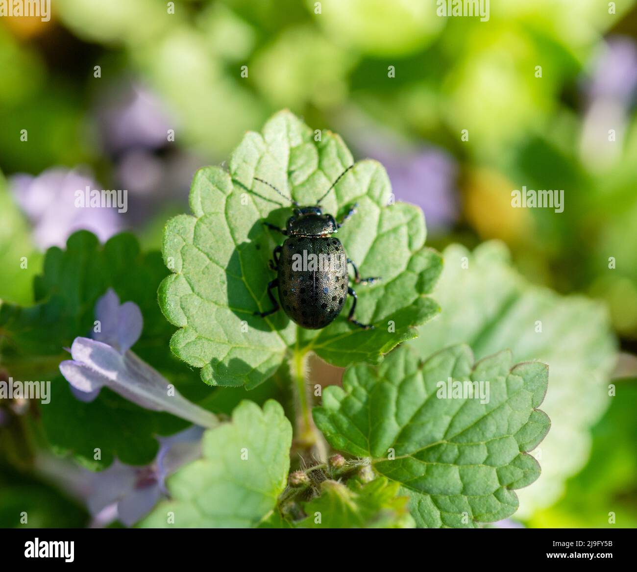 Der Blattkäfer (Chrysolina exanthematica) sitzt an einem sonnigen Tag auf einem Blatt. Stockfoto