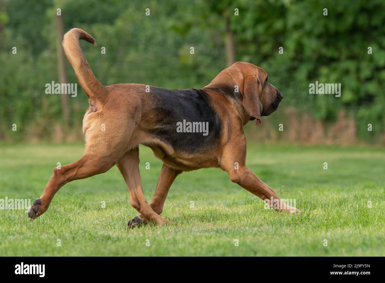 bloodhound Traben Stockfoto