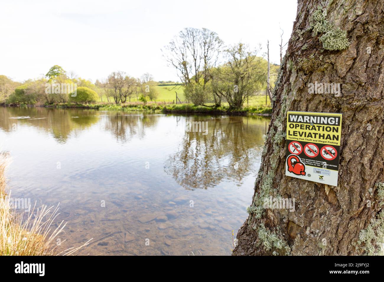 Warnschild, Operation Leviathan, Fluss Eamont, Warnung, illegale Fischerei, Fischdiebstahl, Fischklau, illegal, Hotline, Schild, Schilder, Fluss, Eamont Stockfoto