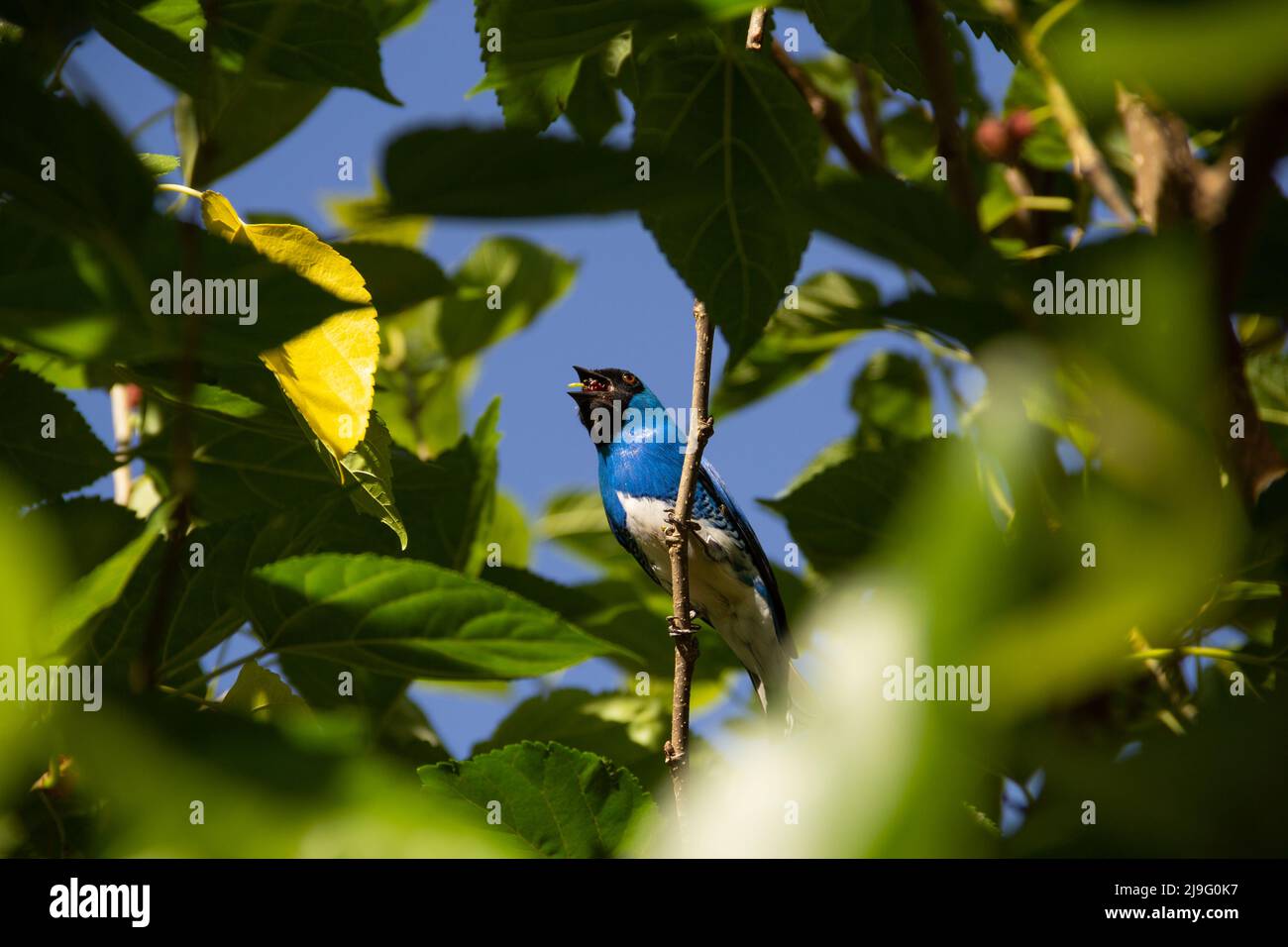 Goiania, Goiás, Brasilien – 22. Mai 2022: Ein blauer Vogel, der auf einem Ast eines Baumes thront und eine Brombeere isst. Saí-andorinha macho (Tersina viridis). Stockfoto