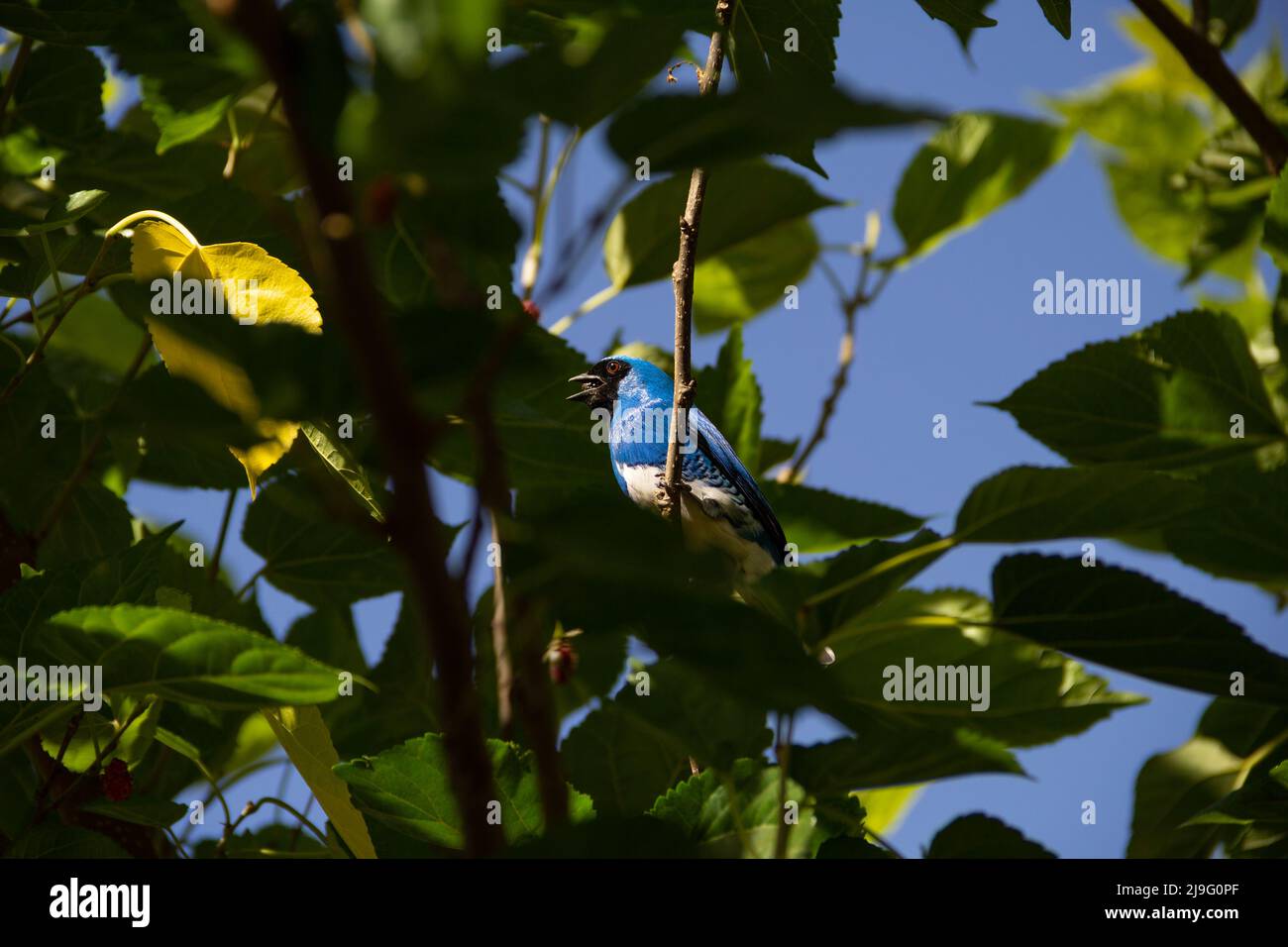 Goiania, Goiás, Brasilien – 22. Mai 2022: Ein blauer Vogel, der auf einem Ast eines Baumes thront und eine Brombeere isst. Saí-andorinha macho (Tersina viridis). Stockfoto