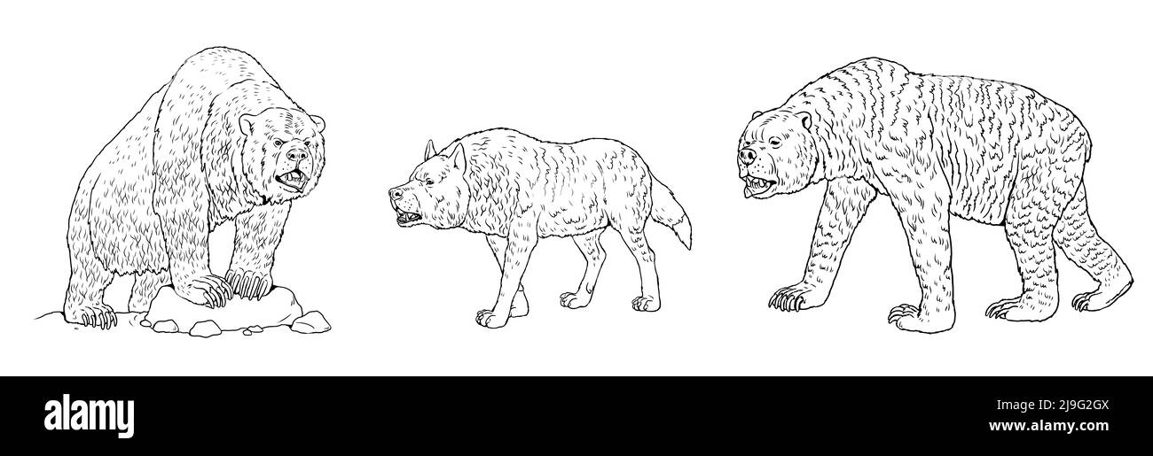 Prähistorische Raubtiere - Höhlenbär, schrecklicher Wolf und kurzgesichtige Bären. Zeichnung mit ausgestorbenen Raubtieren. Malbuch mit Wolf und Bär. Stockfoto