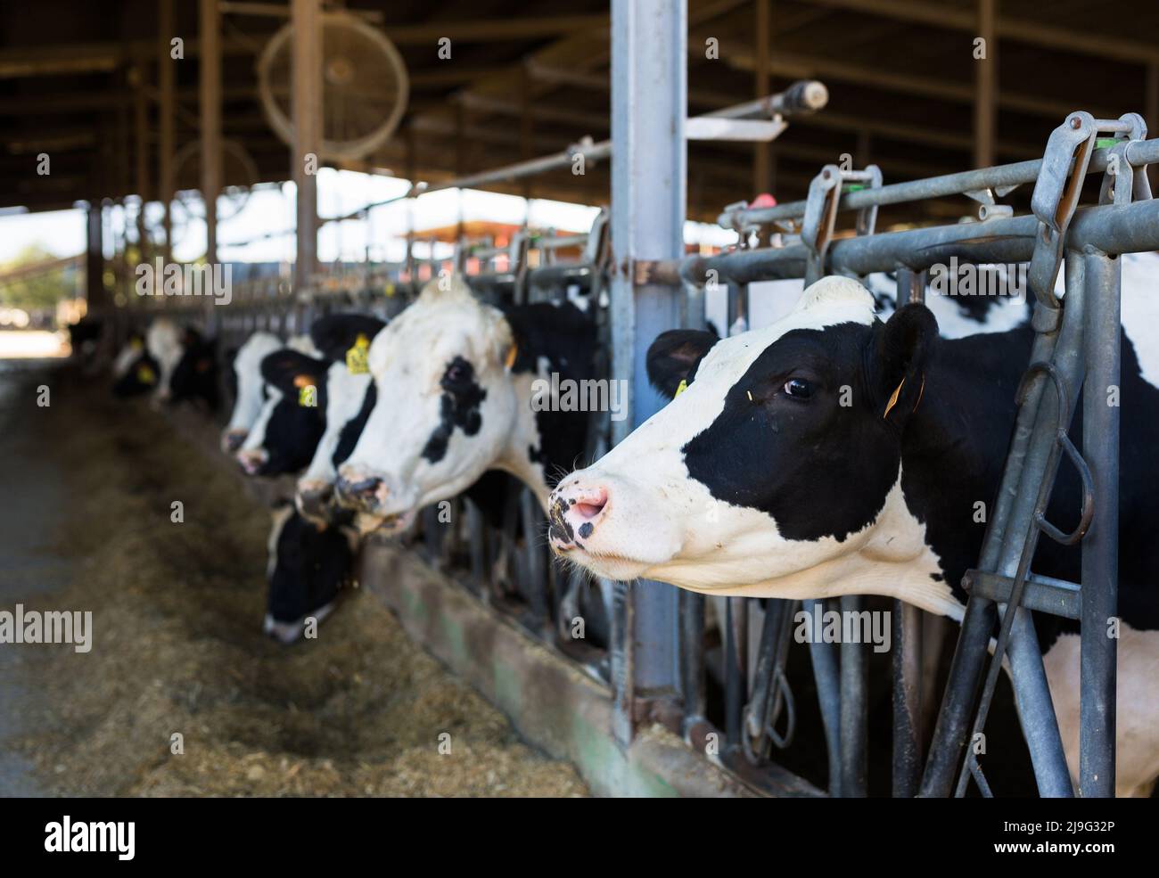 Schwarze und weiße Kühe, die Heu fressen, gucken durch den Stallzaun auf der Farm Stockfoto